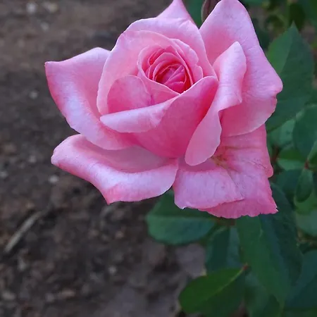 게스트하우스 Balconcino Degli Innamorati Tropea