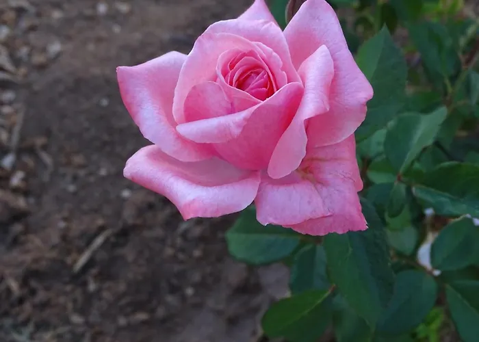 בית הארחה Balconcino Degli Innamorati Tropea